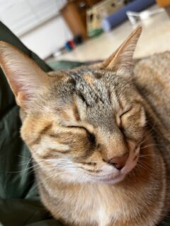 1２月の休診のお知らせ