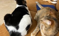 年末年始の休診のお知らせ