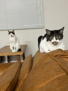 ９月の休診のお知らせ