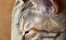 本日（２月９日）の診療について